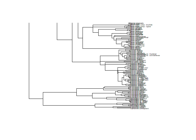 Phylogenetic tree